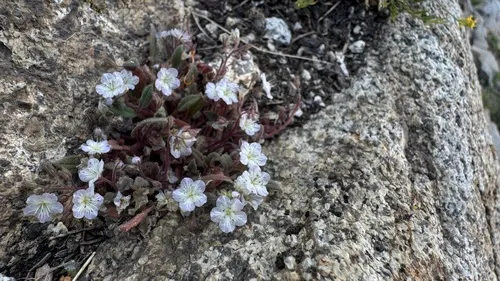 Eisen's Phacelia — photo by Brendan Black