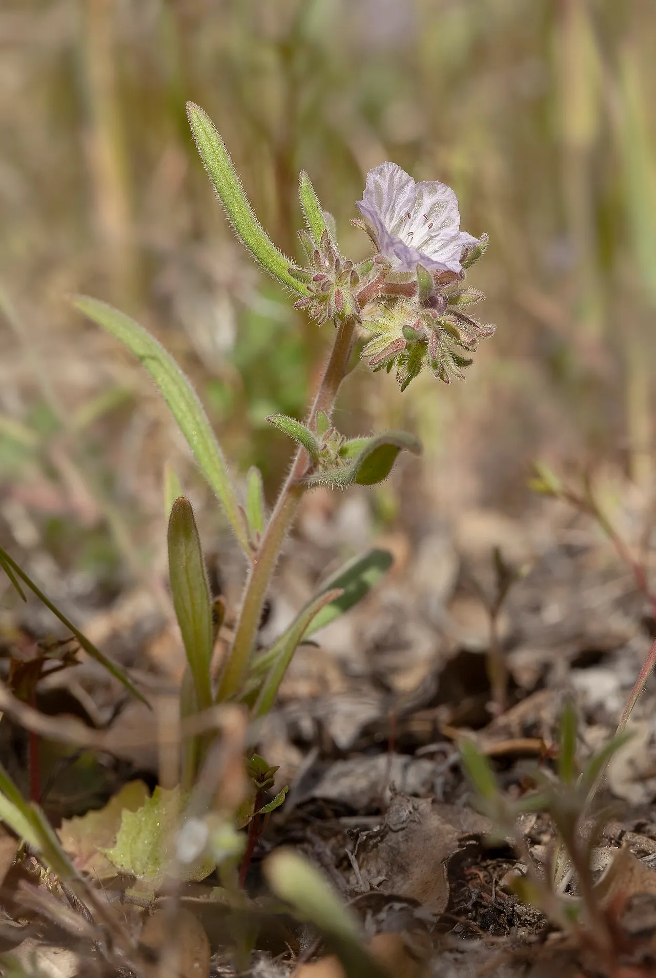 Transverse Range Phacelia — photo by John Game
