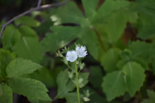 Fringed Phacelia — photo by Jared Gorrell