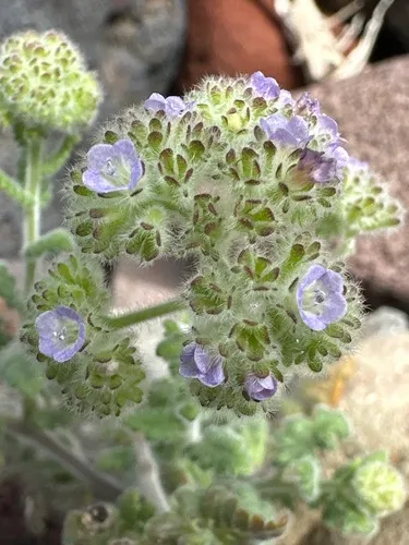 Southern Island Phacelia — photo by william_hoyer