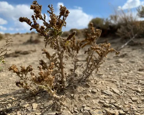 Northpark Phacelia — photo by Greg Pappas