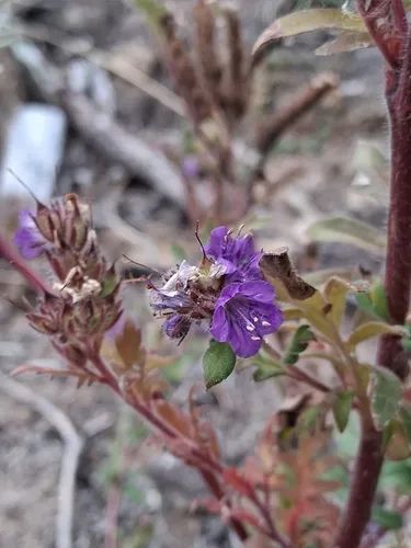 Franklin's Phacelia — photo by robincoristine