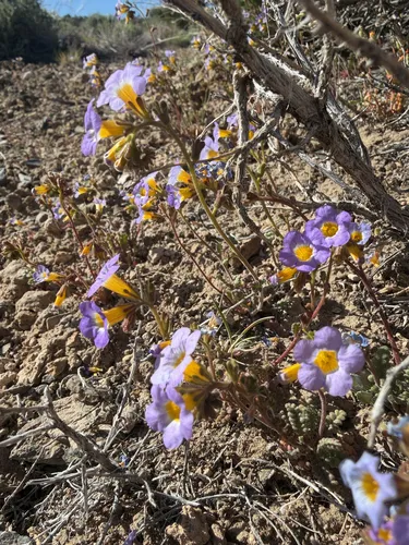 Fremont's Phacelia — photo by Michelle Skip Vasquez