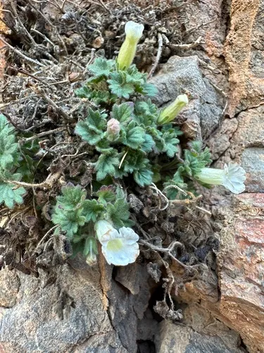 Geraniumleaf Phacelia — photo by possiblybuddha