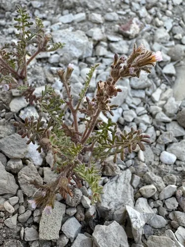 Sticky Phacelia — photo by Matt Berger