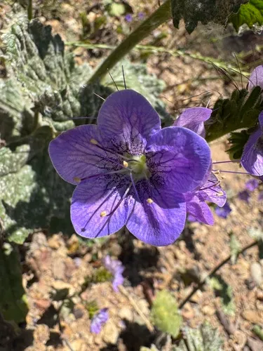 Largeflower Phacelia — photo by catfox