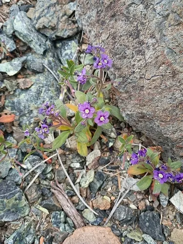 Scott Valley Phacelia — photo by Roger Peet