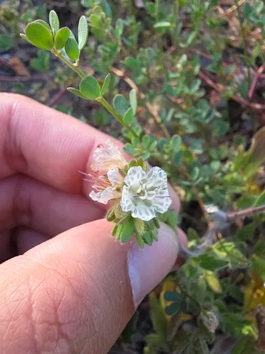 Santa Lucia Phacelia — photo by Shane Hanofee