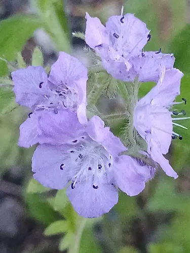 Fuzzy Phacelia — photo by c1overcritter