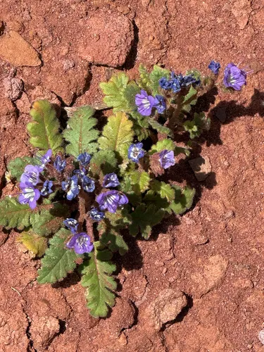 Harlequin Phacelia — photo by Dougal