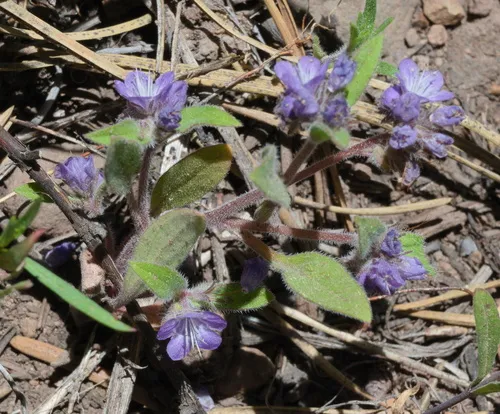 Low Phacelia (var. humilis) — photo by hrontajkpa