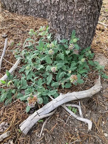 Waterleaf Phacelia — photo by Adam J. Searcy