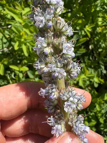 Idaho Phacelia — photo by David Rockow