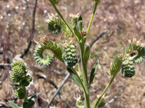 Imbricate Phacelia — photo by Mark Valen
