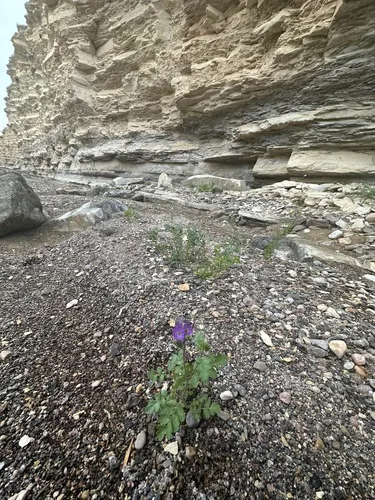 Rio Grande Phacelia — photo by Matt Reala