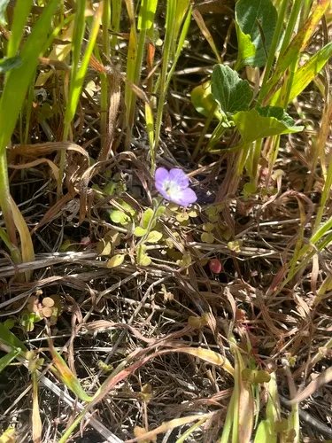 North Coast Phacelia (var. continentis) — photo by blimblambear