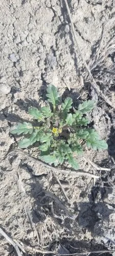 Playa Yellow Phacelia — photo by Friends of the Owyhee - Tim Davis