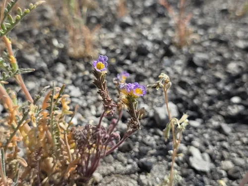 Leiberg's Phacelia — photo by Patrick Gresh