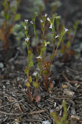 Lemmon's Phacelia — photo by Trevor Van Loon