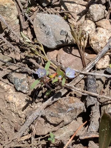 Siskiyou Phacelia — photo by cabotanist_55
