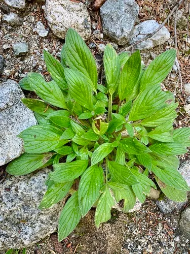 Narrowsepal Phacelia — photo by Joan Septembre