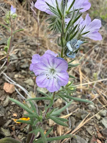 Threadleaf Phacelia — photo by nwmomof4