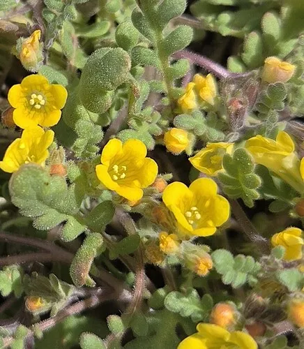 Yellow Phacelia — photo by Steve Castagnoli
