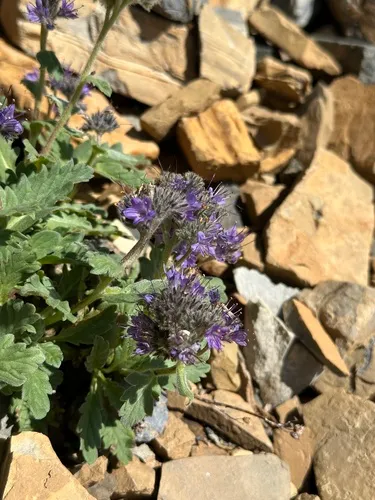 Alpine Phacelia