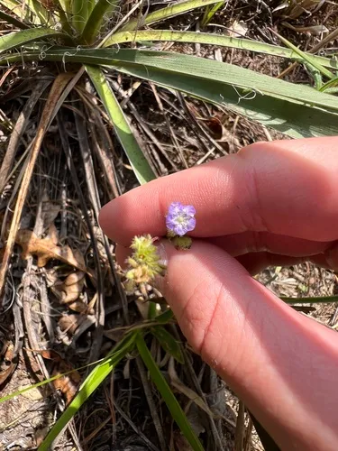 Spotted Phacelia — photo by Alex Stach