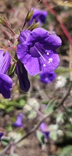 Wild Canterbury Bells — photo by tomclr