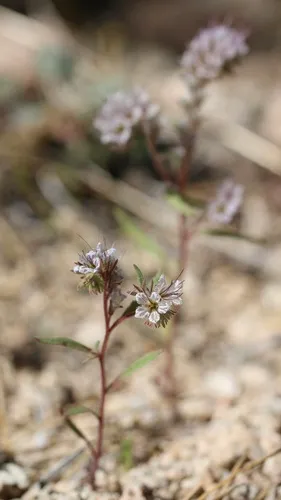 Mojave Phacelia — photo by Morgan Stickrod