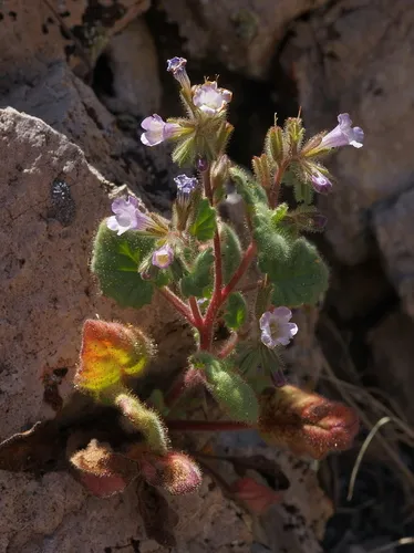 Weasel Phacelia — photo by glittergravel