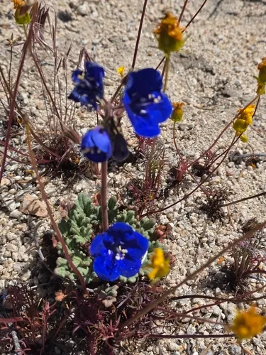 Charlotte's Phacelia — photo by Rachel Woodard