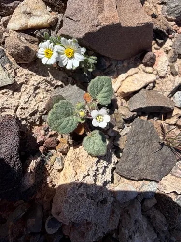 Alkali Phacelia