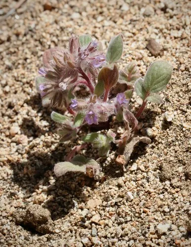 Nine Mile Canyon Phacelia — photo by Morgan Stickrod