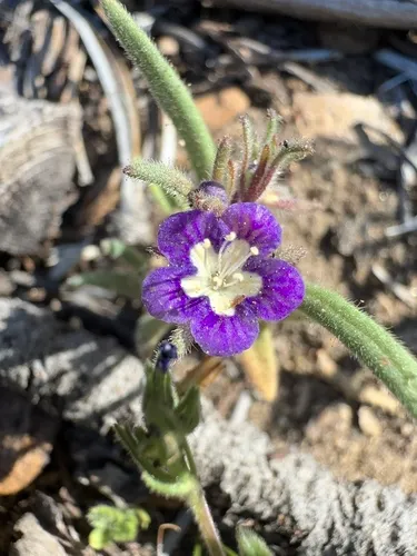 Mountain Phacelia — photo by Bob Steele