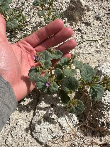 Blacktack Phacelia — photo by possiblybuddha