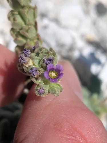 Parish's Phacelia — photo by Marie Domokos