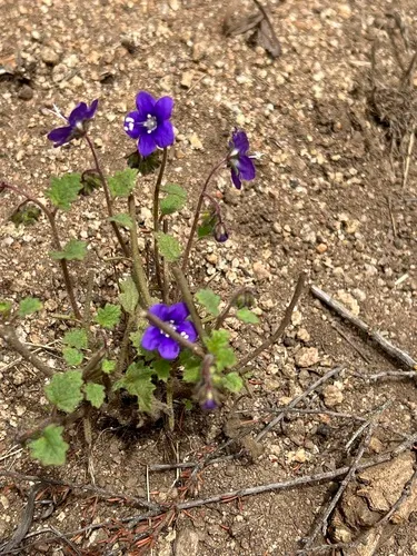 Parry's Phacelia — photo by bgraham