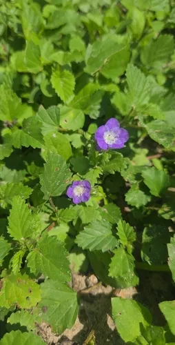 Sand Phacelia (var. austrotexana) — photo by Jessica Hernandez