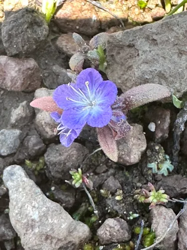 Peck's Phacelia — photo by evathiemann