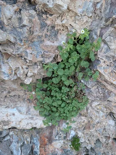 Panamint Phacelia — photo by Trevor Van Loon