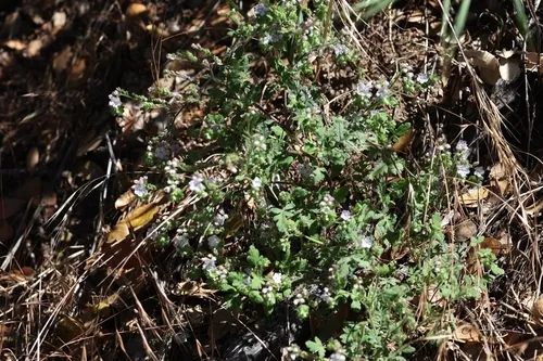 Broadlobe Phacelia — photo by subhashc