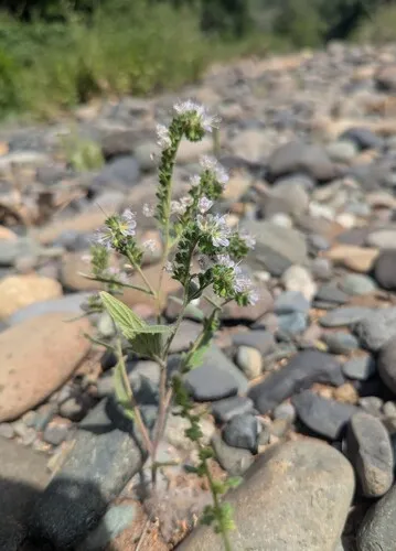 Purpus' Phacelia — photo by Rob Irwin