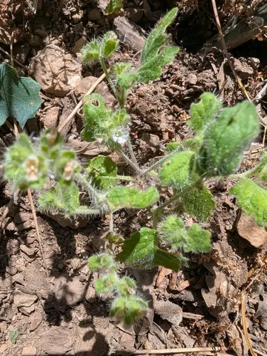 Rattan's Phacelia — photo by Peter McCluskey