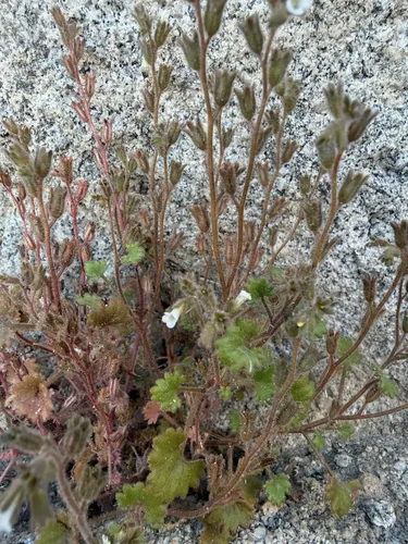 Roundleaf Phacelia — photo by Michelle Skip Vasquez