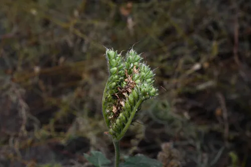 Rock Phacelia — photo by Anders Hastings