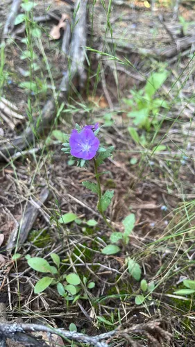 Prairie Phacelia — photo by ExcitedAntie