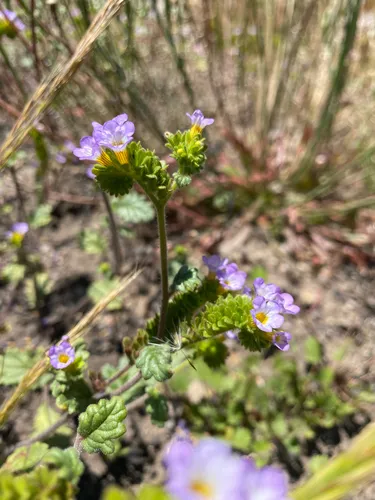 Sweetscented Phacelia (subsp. suaveolens) — photo by Jordan Collins