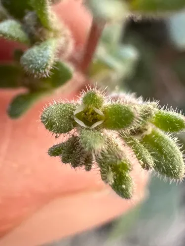 Fourpart Phacelia — photo by Matt Berger